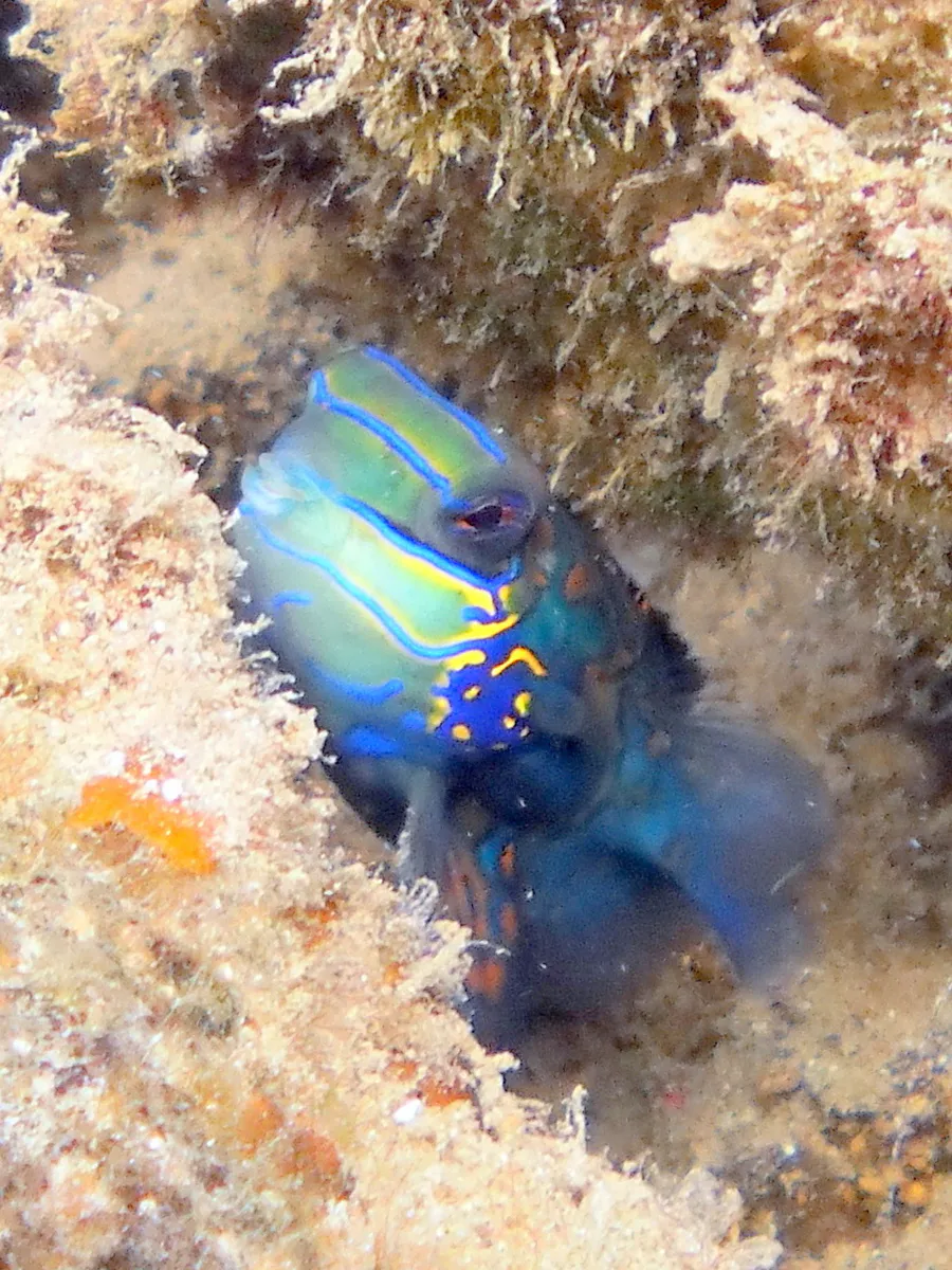 Mandarinfish. See Gerald Allen, et al, Reef Fish Identification - Tropical Pacific (2003) at page 289.
