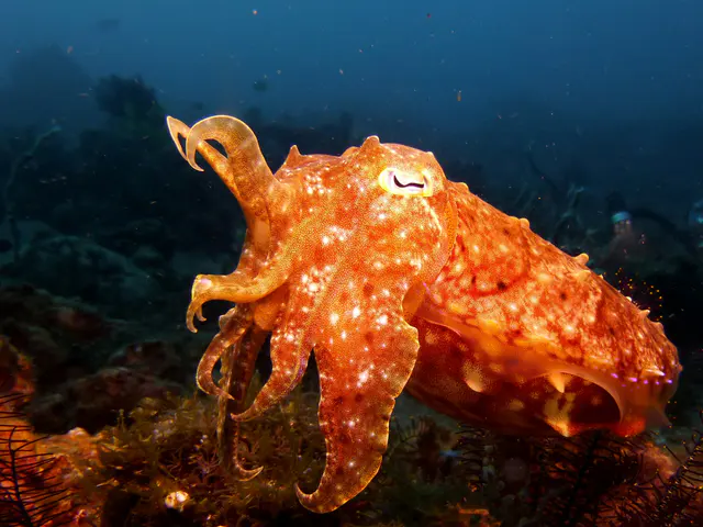 Underwater photograph by Joel Bergsma