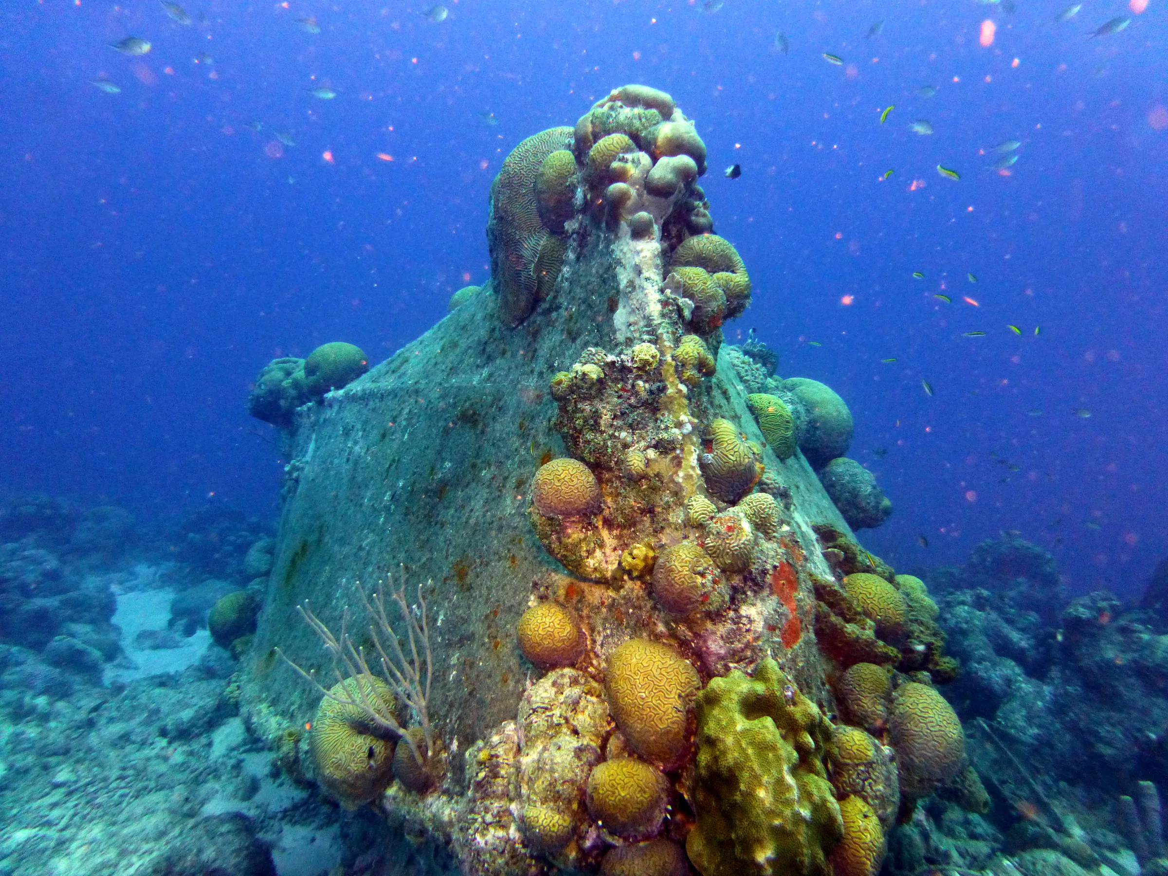 Bonaire underwater photograph, 2013