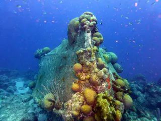 Underwater photograph by Joel Bergsma