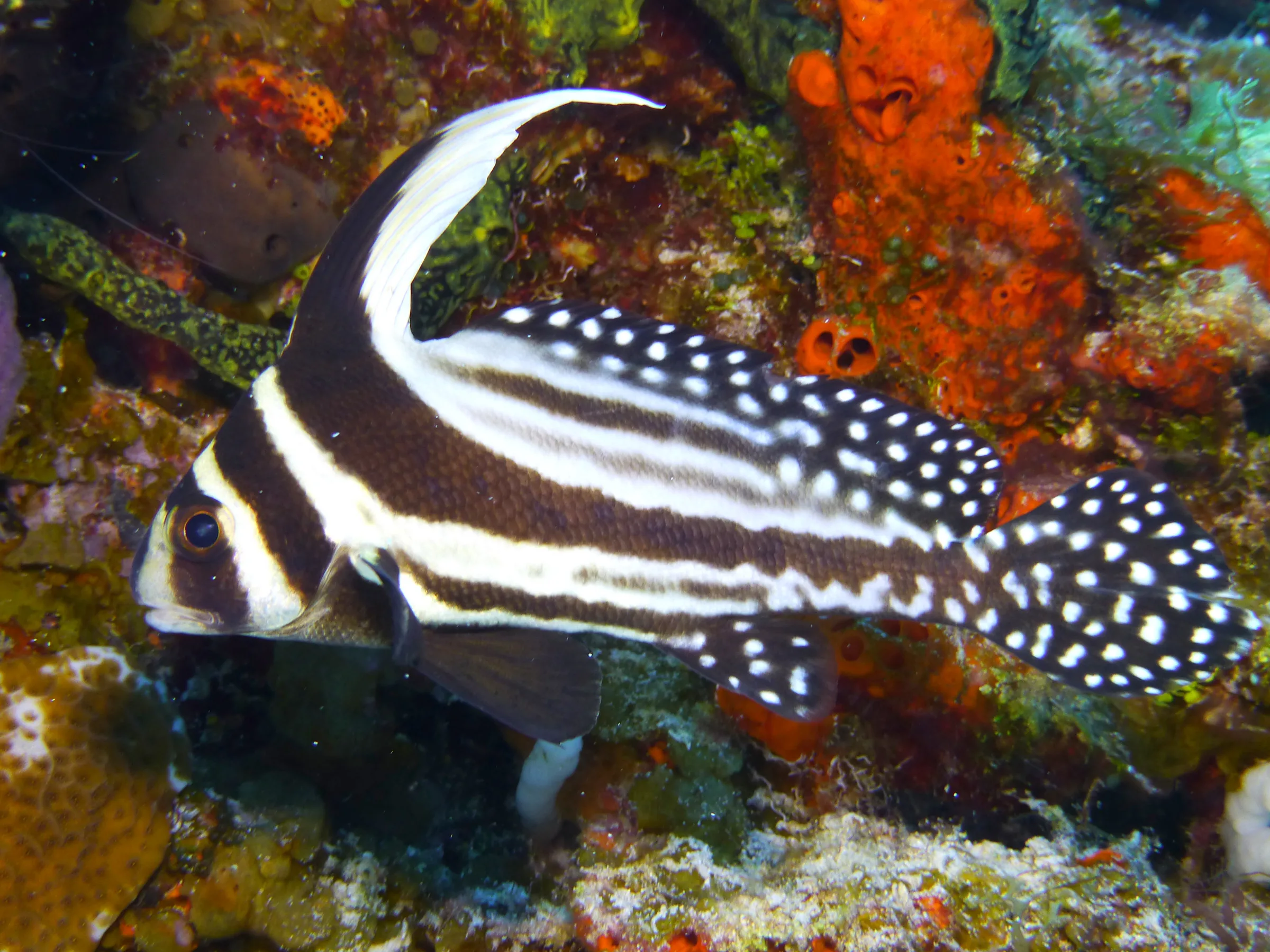 Spotted Drum Fish, Cozumel, 2014