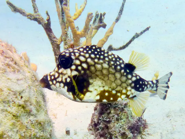 Underwater photograph by Joel Bergsma