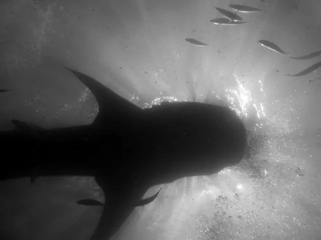 Underwater photograph by Joel Bergsma