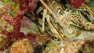 Lobster
