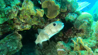 Underwater photograph by Joel Bergsma
