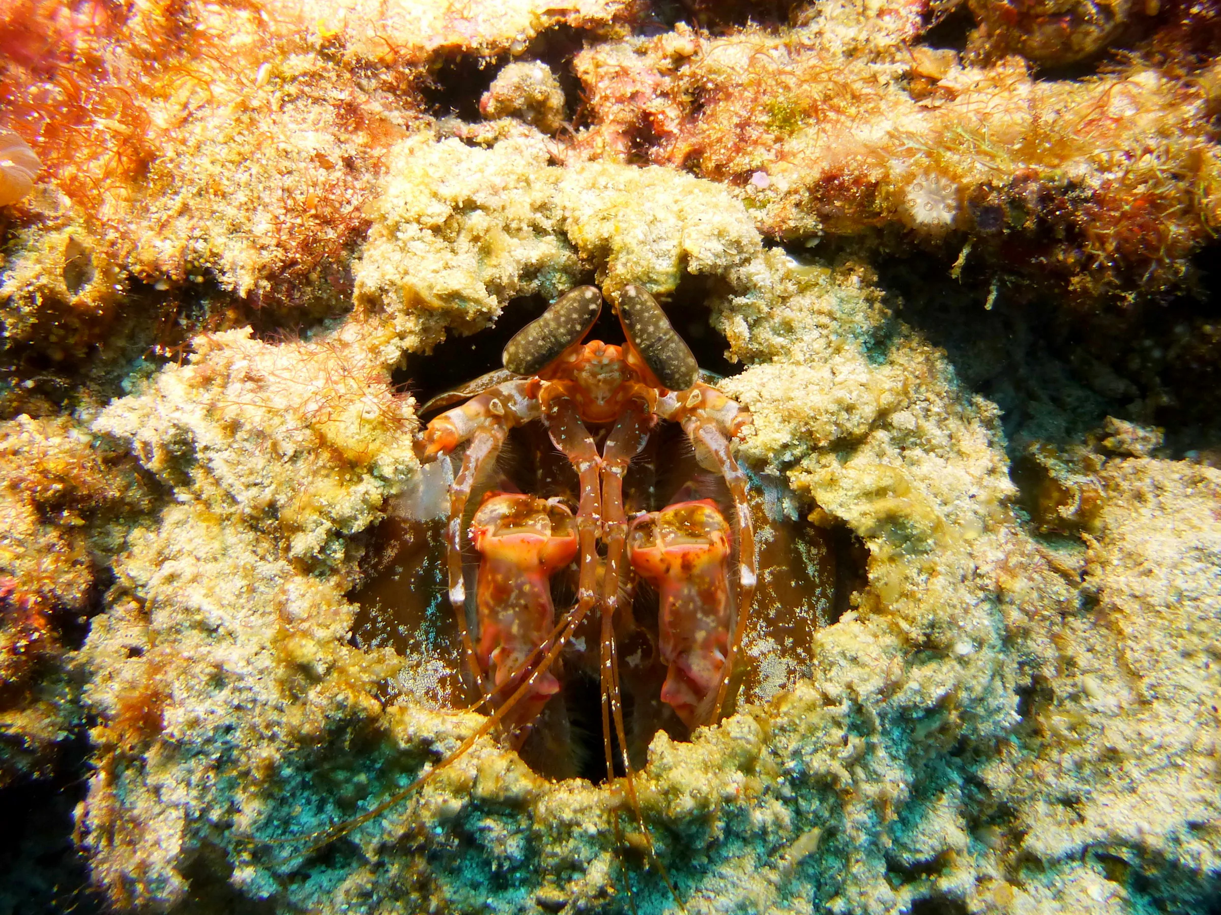 Mantis Shrimp, Philippines, 2014