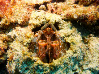 Underwater photograph by Joel Bergsma