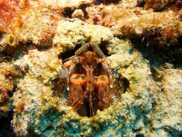Underwater photograph by Joel Bergsma