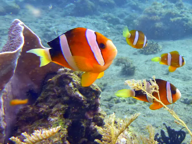 Underwater photograph by Joel Bergsma