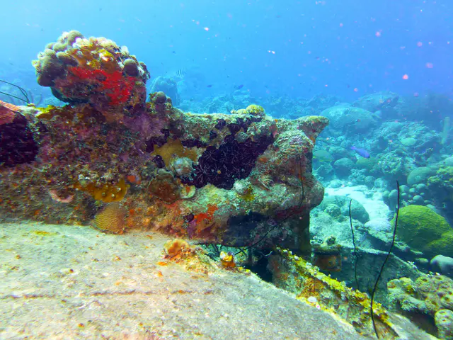 Underwater photograph by Joel Bergsma