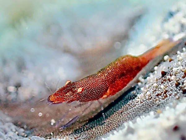 Underwater photograph by Joel Bergsma
