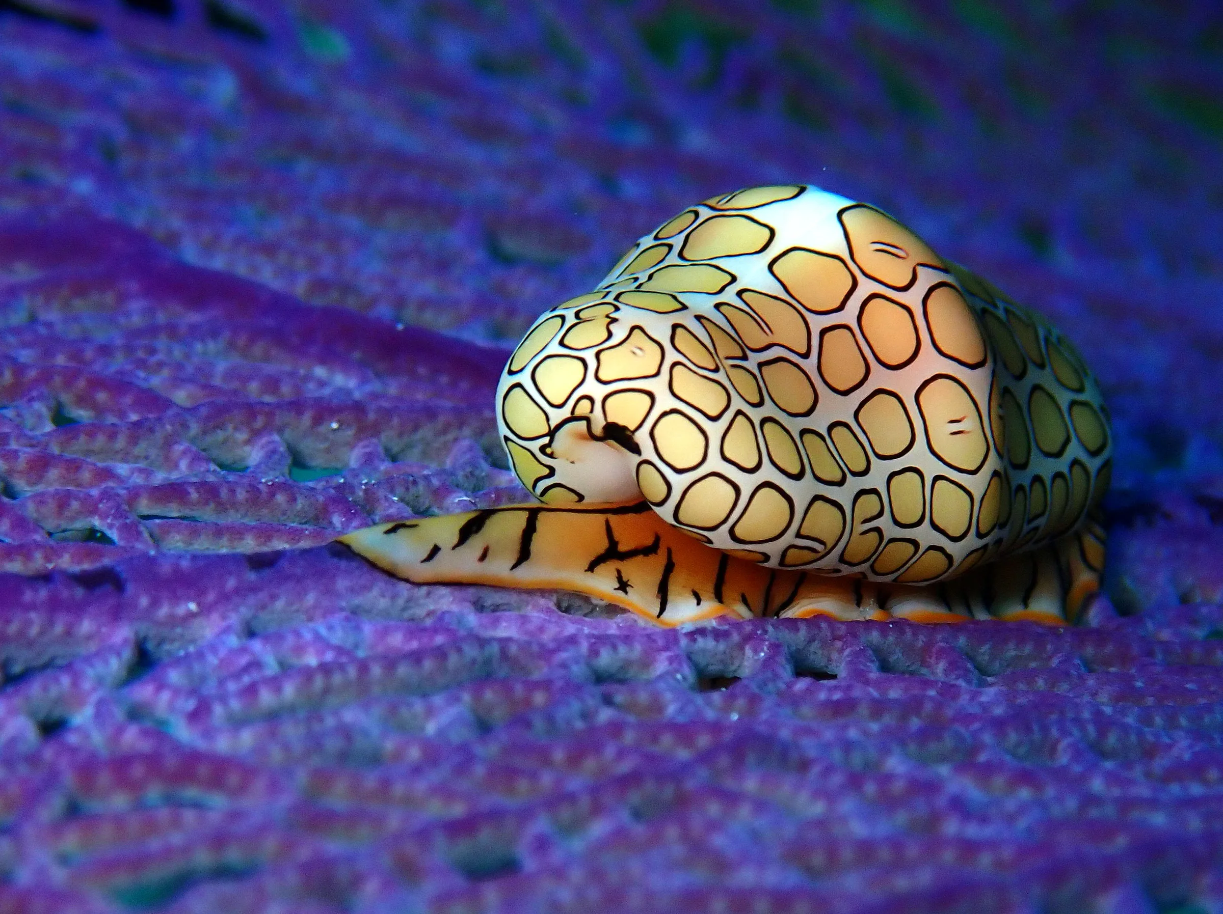 Cozumel underwater photograph, 2023