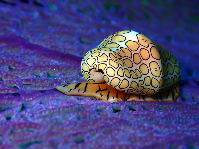 Underwater photograph by Joel Bergsma