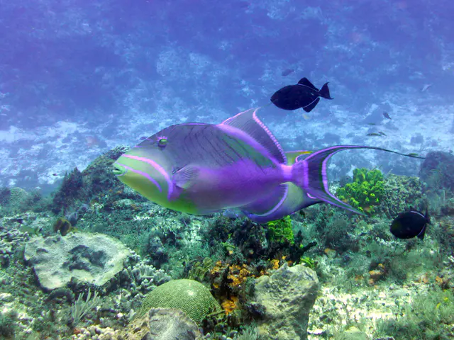Underwater photograph by Joel Bergsma