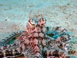 Underwater photograph by Joel Bergsma