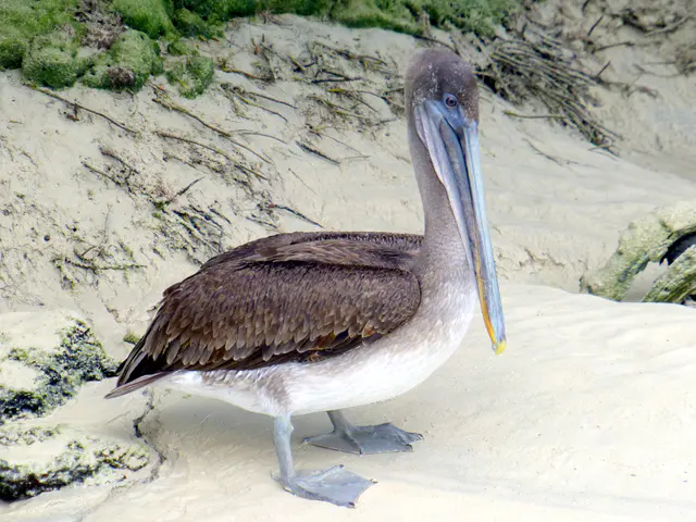 A Brown Pelican at the El Garrapatero Beach.