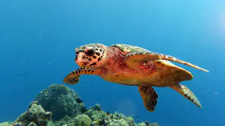 Underwater photograph by Joel Bergsma