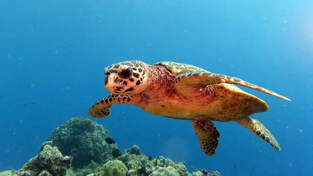 Underwater photograph by Joel Bergsma