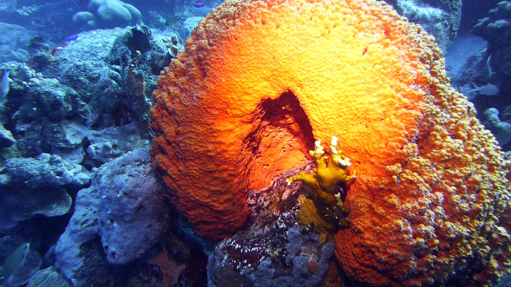 Underwater photograph by Joel Bergsma