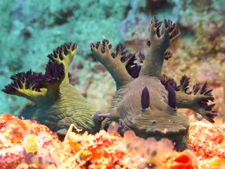 Underwater photograph by Joel Bergsma