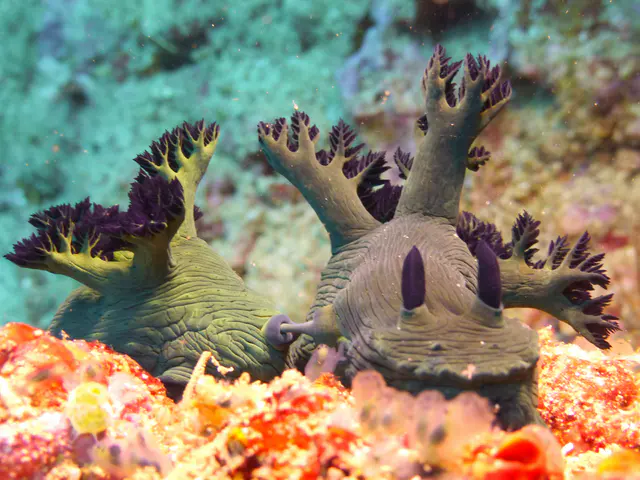 Underwater photograph by Joel Bergsma