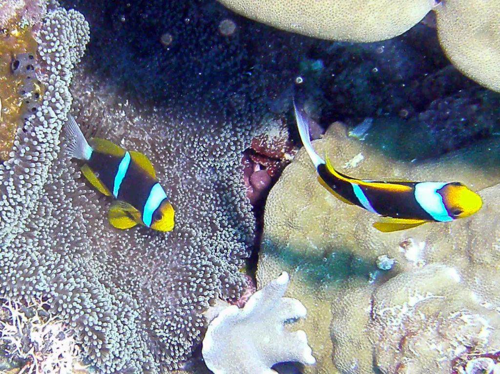 Clark's Anemonefish.  See Gerald Allen, et al, Reef Fish Identification - Tropical Pacific (2003) at page 65.