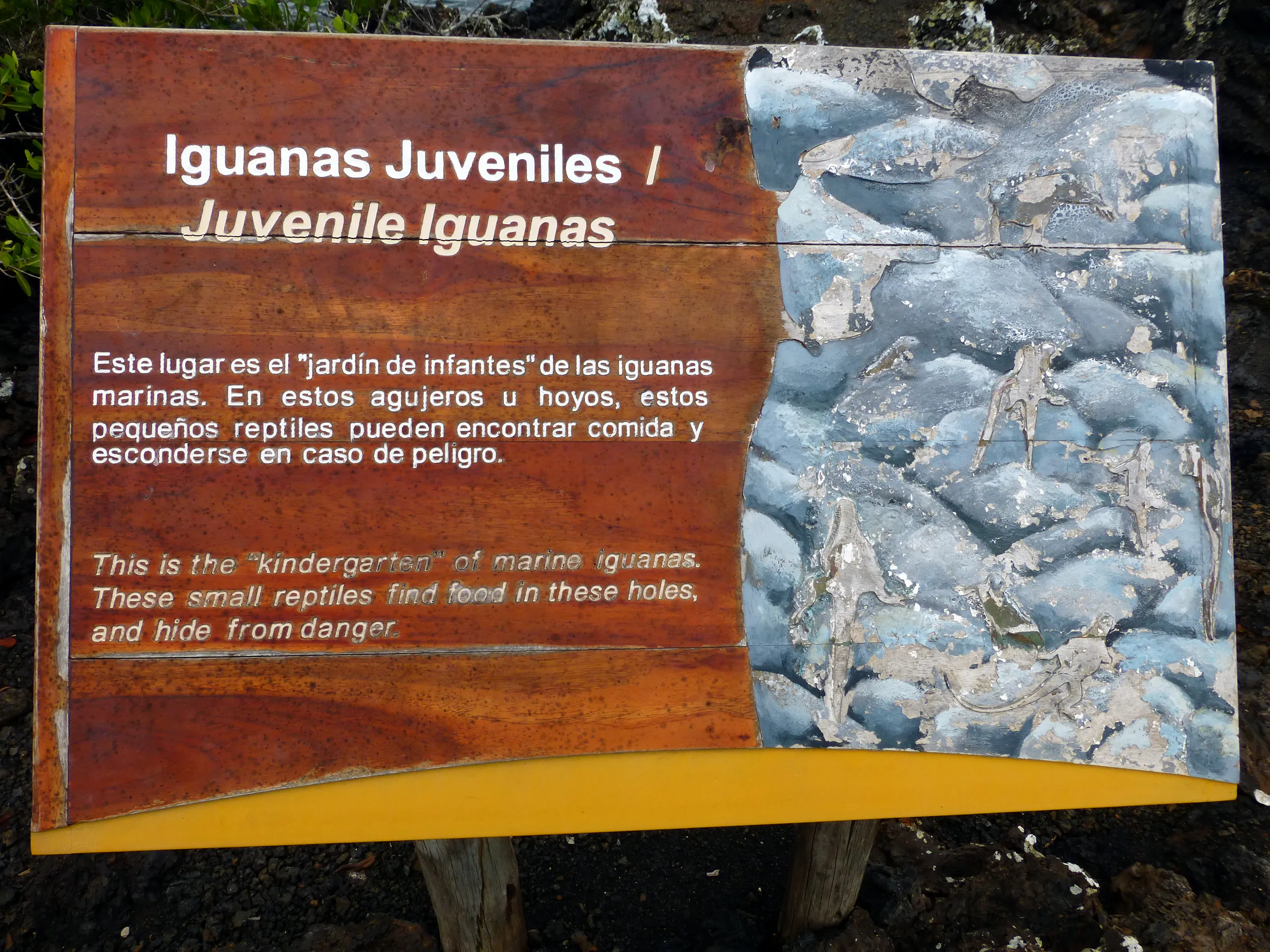 Juvenile Marine Iguanas sign.