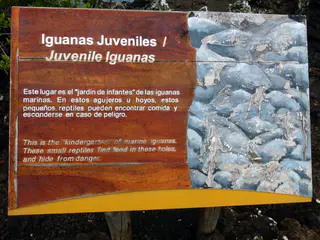 Juvenile Marine Iguanas sign.