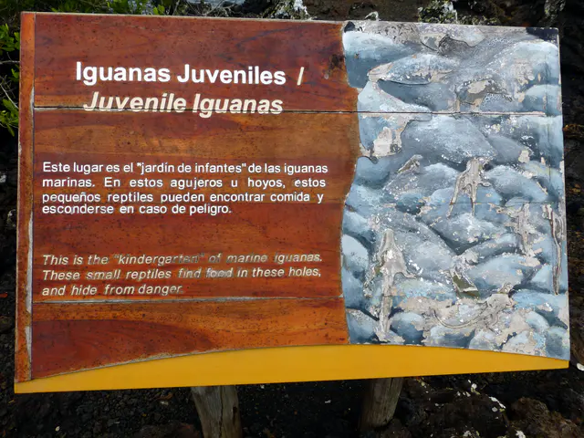 Juvenile Marine Iguanas sign.
