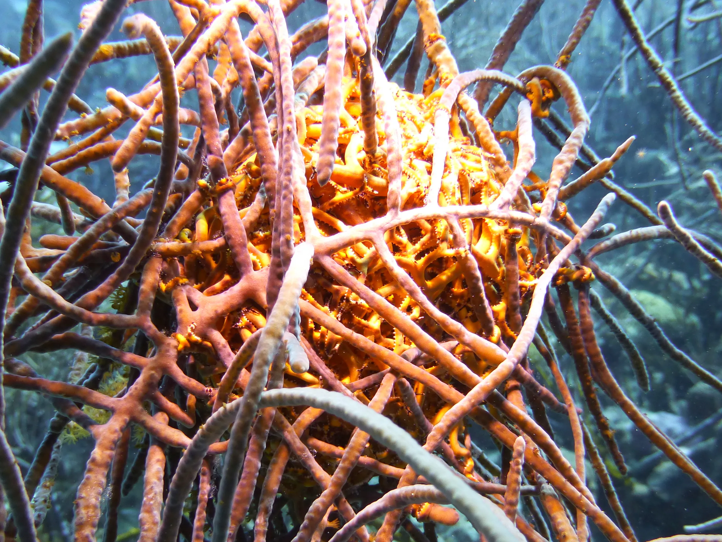 Worm, Bonaire, 2013