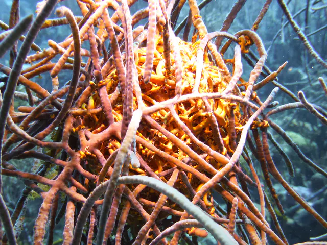 Underwater photograph by Joel Bergsma