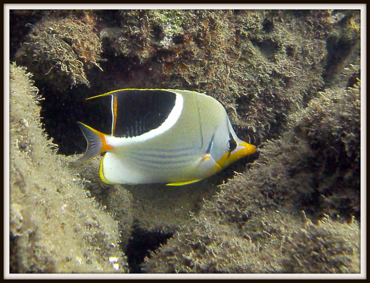 Saddled Butterflyfish. See Gerald Allen, et al, Reef Fish Identification - Tropical Pacific (2003) at page 24.