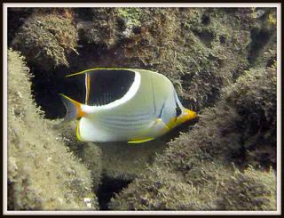 Saddled Butterflyfish. See Gerald Allen, et al, Reef Fish Identification - Tropical Pacific (2003) at page 24.