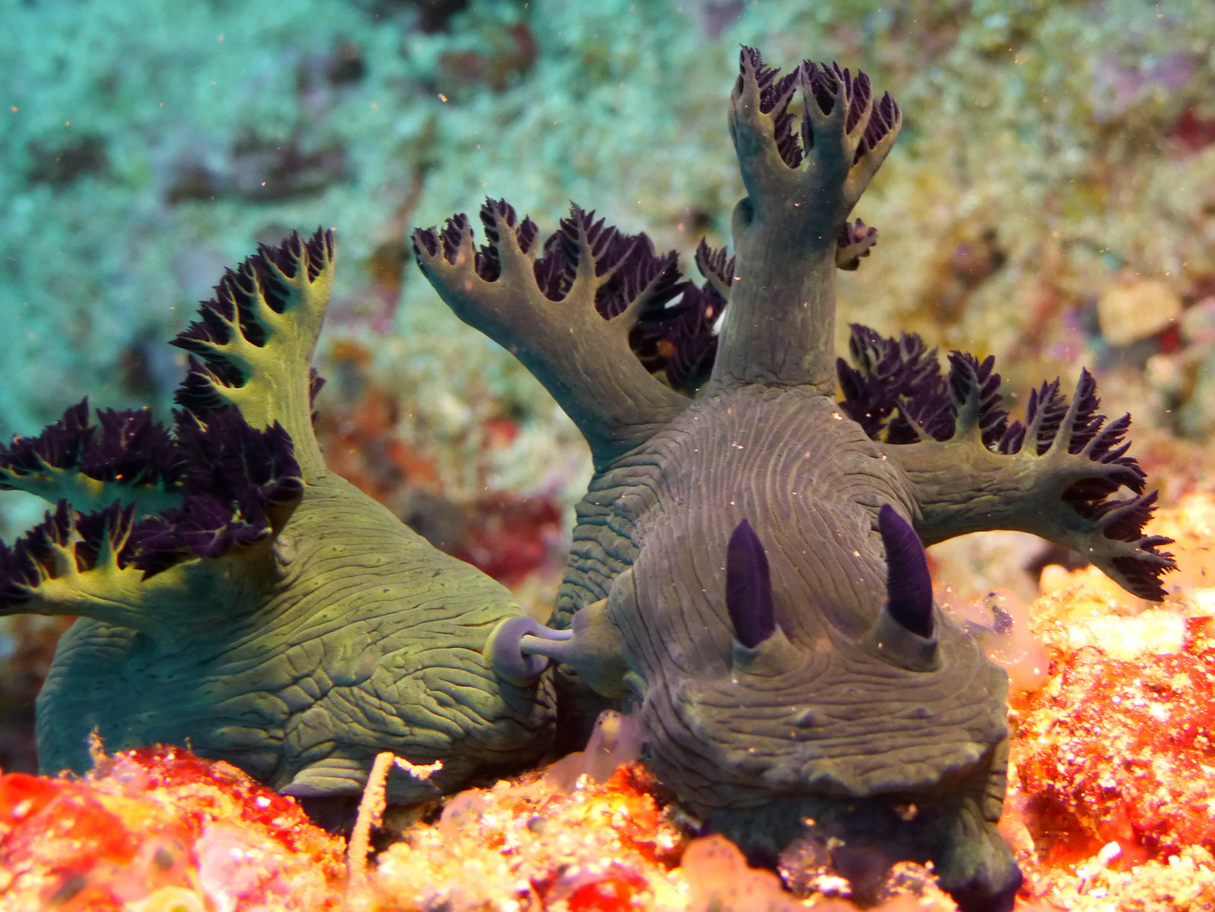 Nudibranch, Philippines, 2014