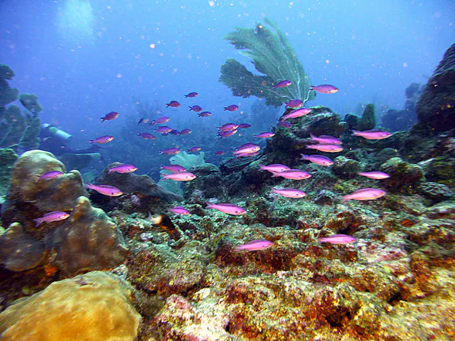 Underwater photograph by Joel Bergsma