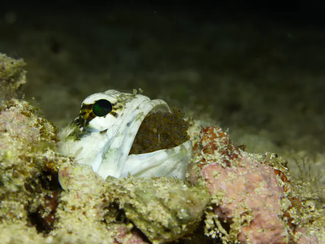 Underwater photograph by Joel Bergsma