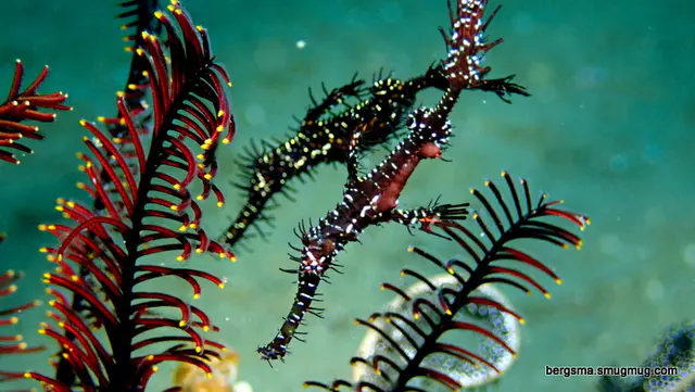 Underwater photograph by Joel Bergsma