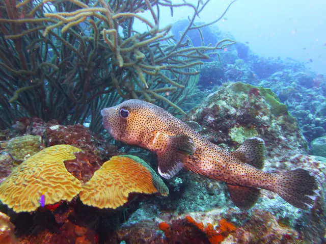 Underwater photograph by Joel Bergsma