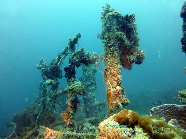 Underwater photograph by Joel Bergsma