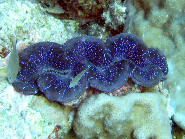 Purple clam.