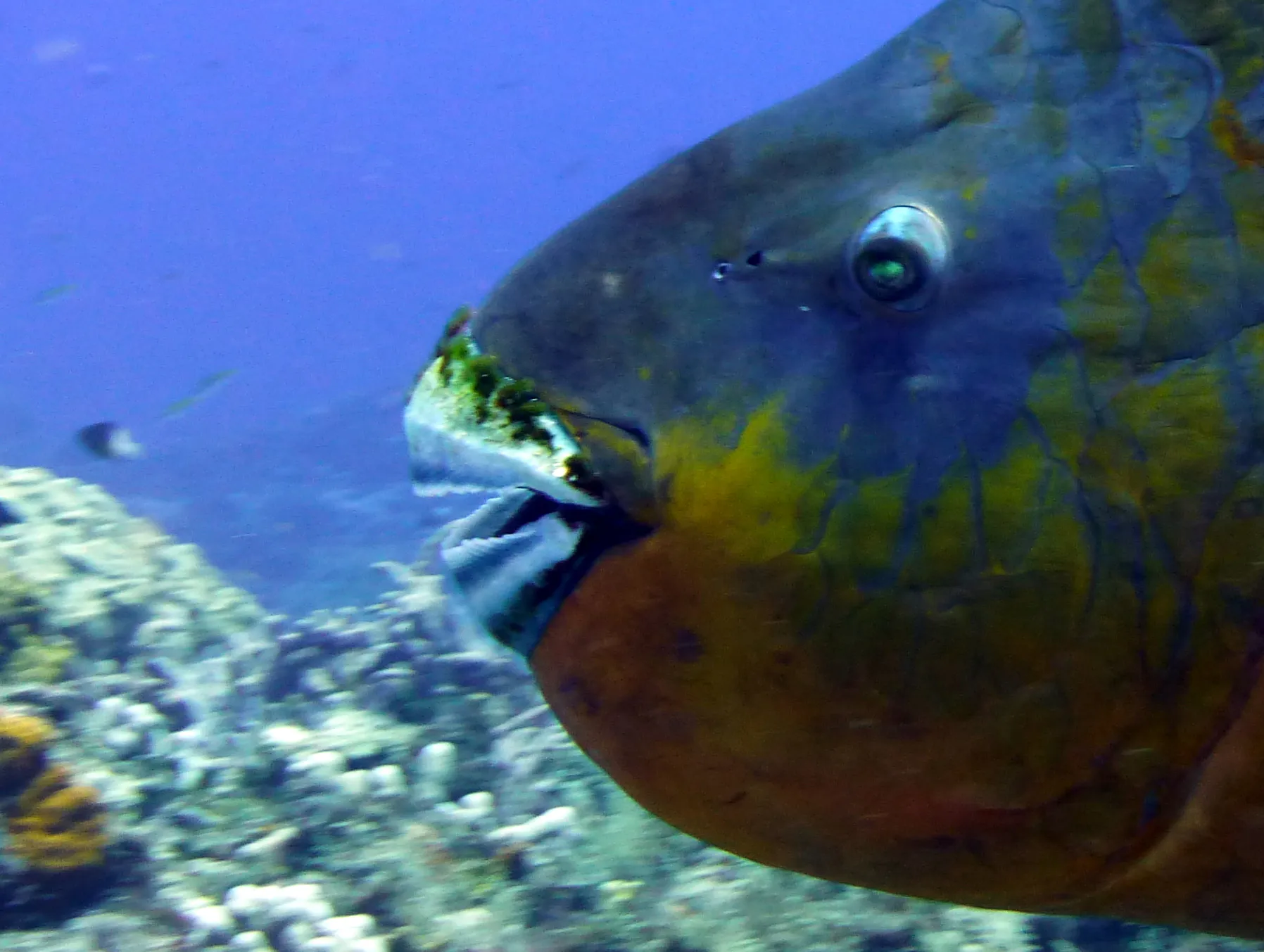 Parrotfish, Cozumel, 2014