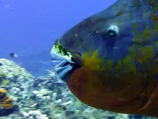 Underwater photograph by Joel Bergsma