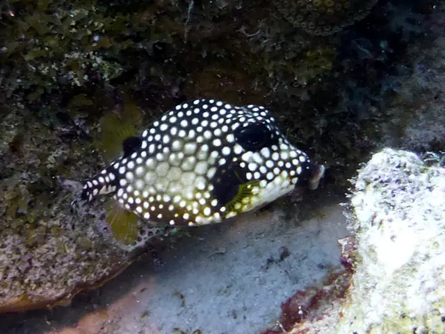 Underwater photograph by Joel Bergsma