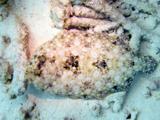 Underwater photograph by Joel Bergsma