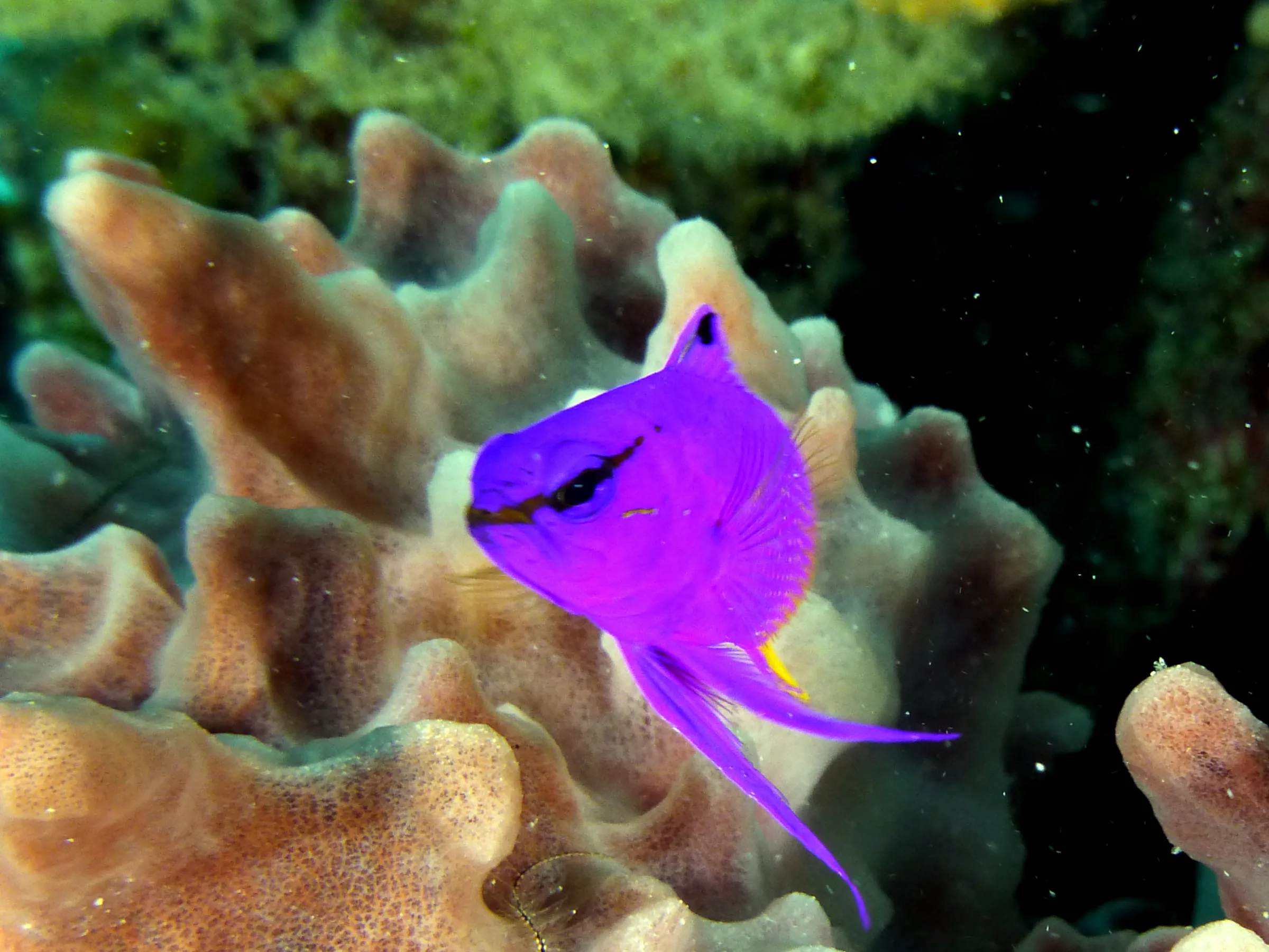 Fairy Basslet, Belize, 2017