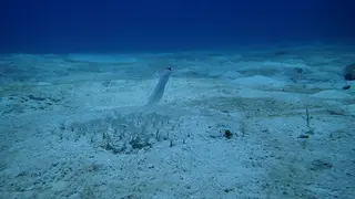 Yellowhead Jawfish