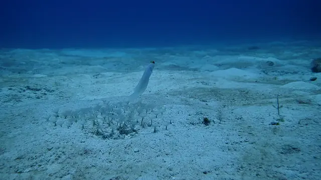 Yellowhead Jawfish