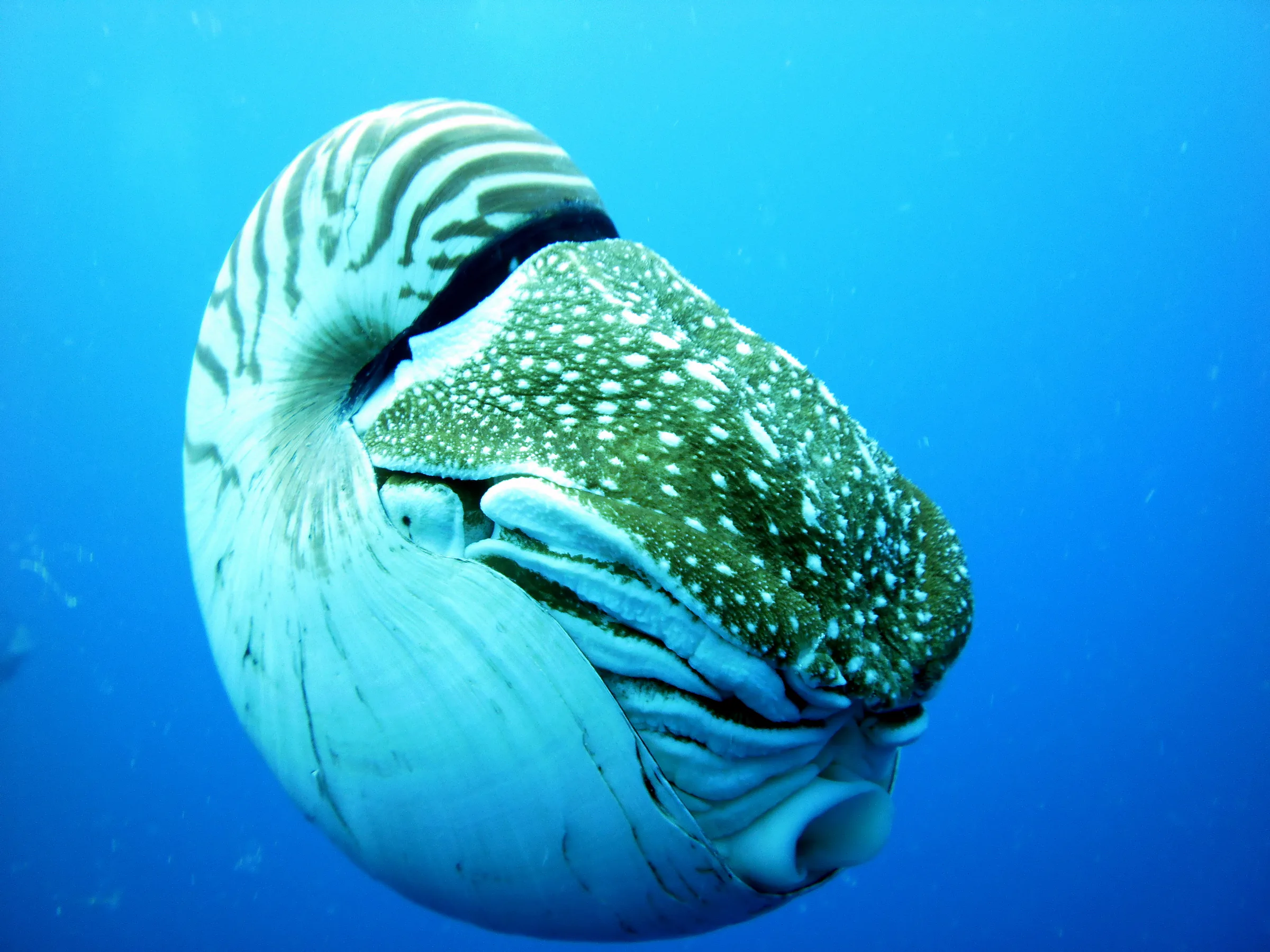 Emporer Nautilus aka Chambered Nautilus. My Nautilus begins to emerge. Note the eye, folded tentacles under its brown spotted hood, and, at bottom, an exhaust tentacle tube that it uses to expel water and swim. Paul Humann, et al, Reef Creature Identification (2010), page 405.