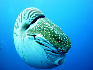 Emporer Nautilus aka Chambered Nautilus. My Nautilus begins to emerge. Note the eye, folded tentacles under its brown spotted hood, and, at bottom, an exhaust tentacle tube that it uses to expel water and swim. Paul Humann, et al, Reef Creature Identification (2010), page 405.