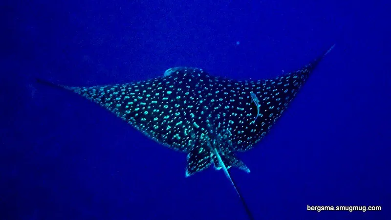 Underwater photograph by Joel Bergsma